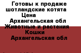 Готовы к продаже шотландские котята. › Цена ­ 5 000 - Архангельская обл. Животные и растения » Кошки   . Архангельская обл.